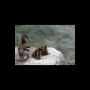 couvée de canards